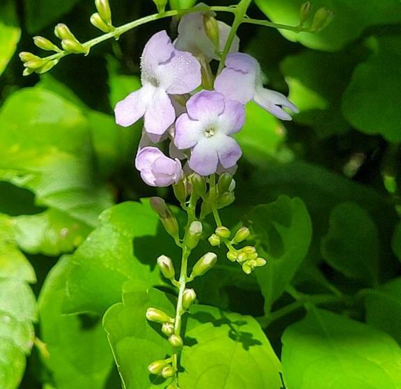 Bed and Breakfast Villa Manaaki