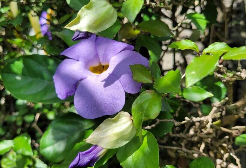 Bed and Breakfast Villa Manaaki