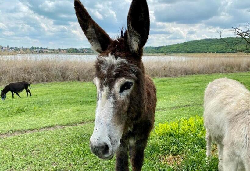 ペンション Kékmadaras Vendégház Tihany