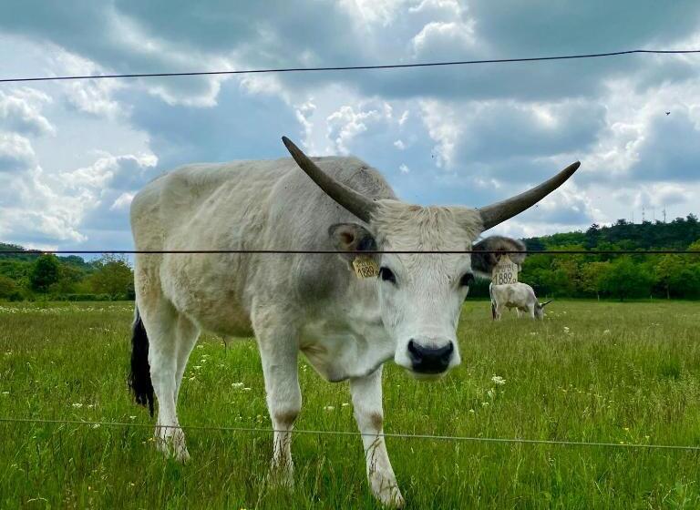 ペンション Kékmadaras Vendégház Tihany