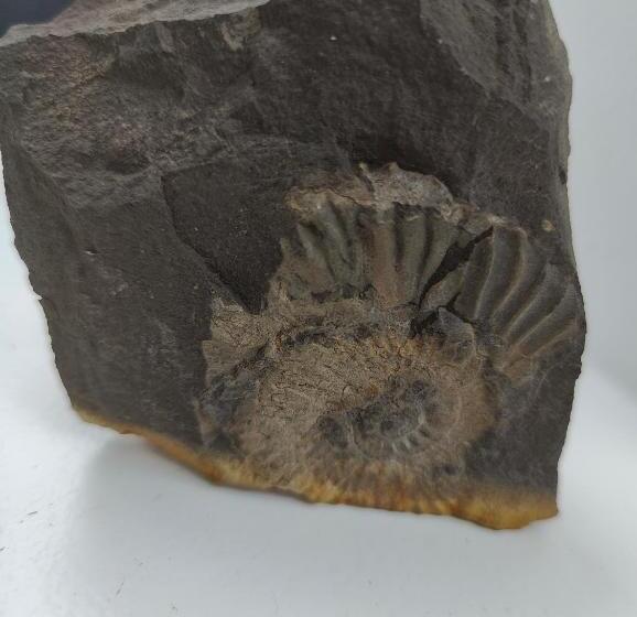 مبيت وإفطار Cosy Bee And Apartment