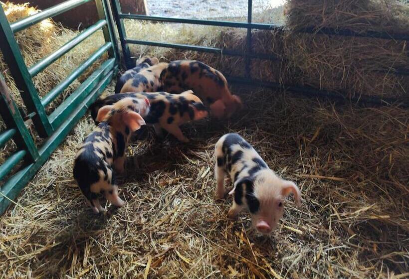 مبيت وإفطار Cosy Bee And Apartment