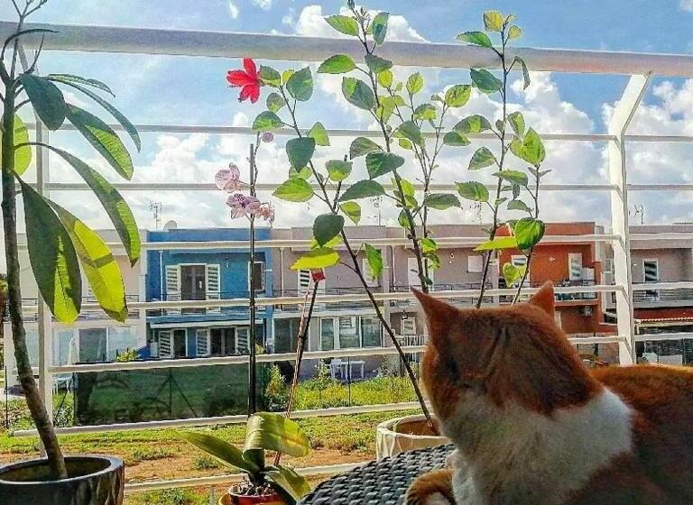 פנסיון Rosina Apartment Surfing Bed&vacation