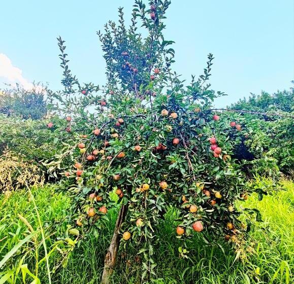 Отель Das E Basi