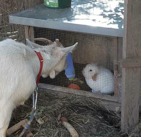 بنسيون Gästehaus Post Aigner