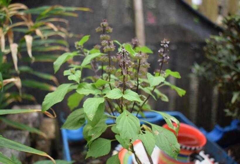 膳宿费 Posada Jurubirá