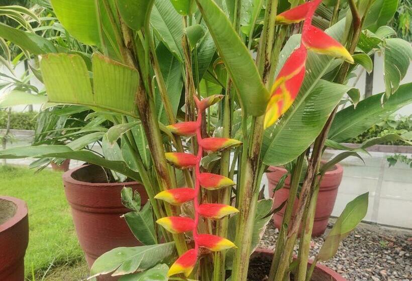 ペンション The Olive Greens