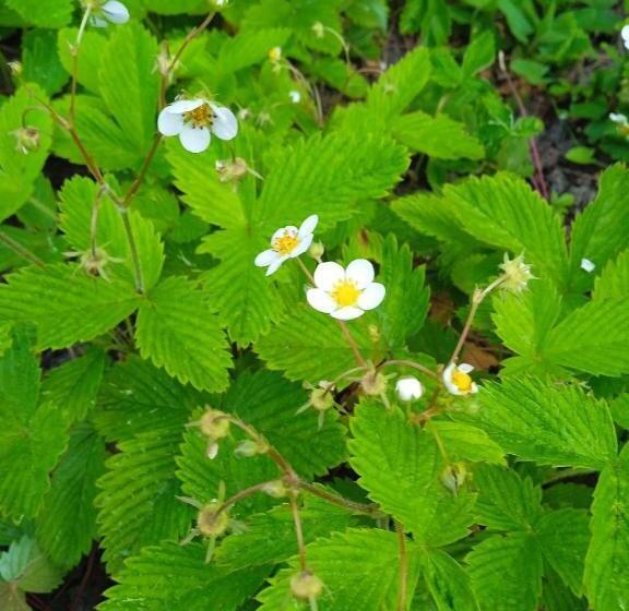 فندق оздоровительный комплекс княжий град