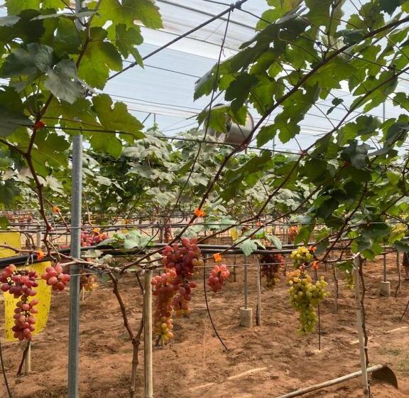 پانسیون Apec Mandala Mui Ne Phan Thiet R2223