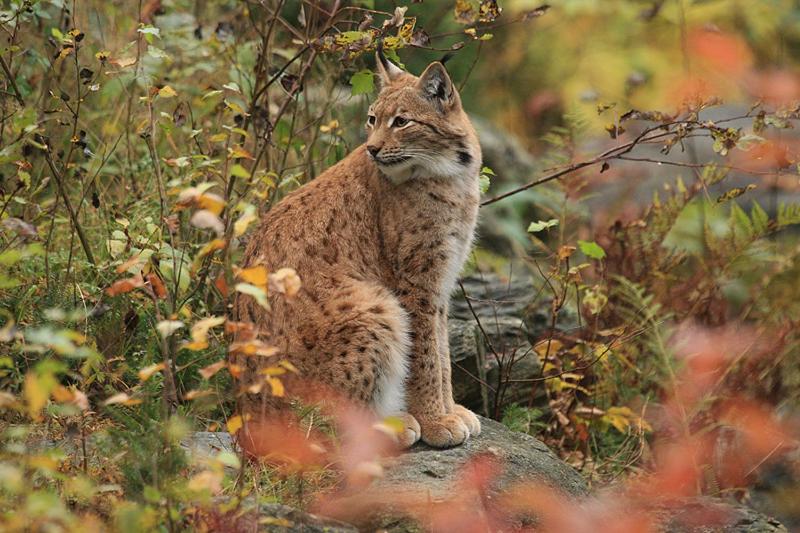 酒店 Pension Bayerwald