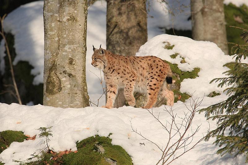 酒店 Pension Bayerwald