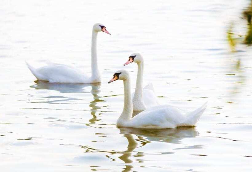 ホテル Glutschaufel