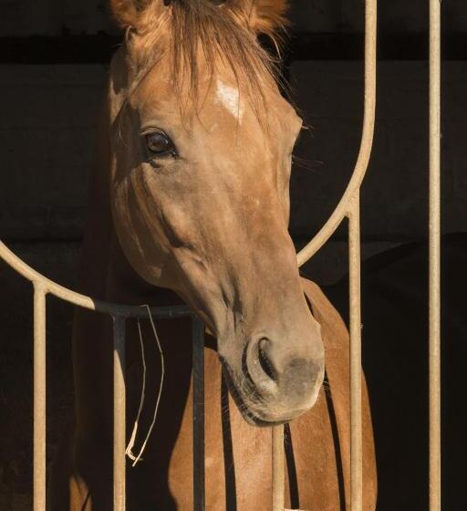 호텔 Restaurant Häsfeld