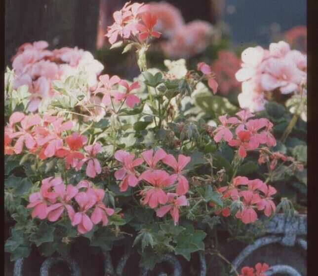 Unser Kleines Hotel Café Göbel