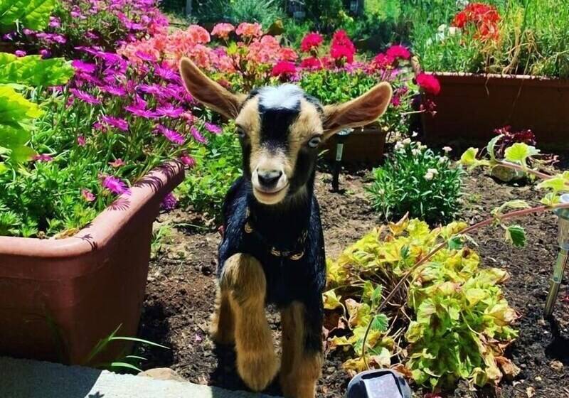 住宿加早餐  Butterflies Rest