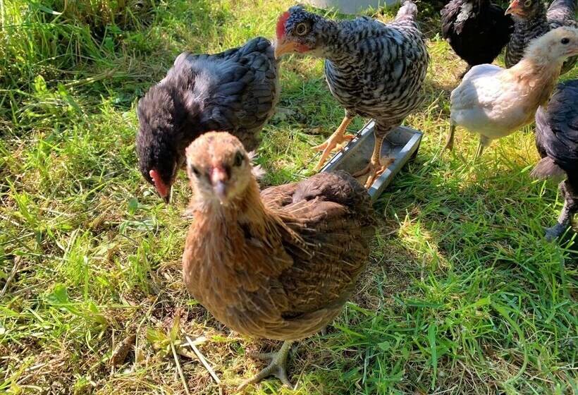 住宿加早餐  Butterflies Rest