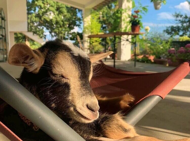 住宿加早餐  Butterflies Rest