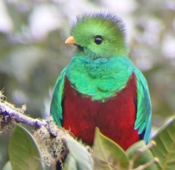 فندق Cabaña Anturios