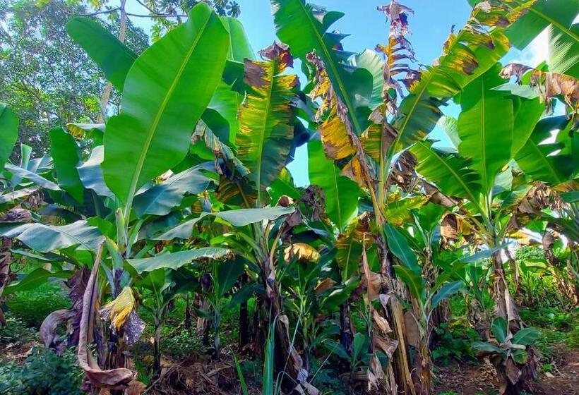 ユースホステル Rancho Acácia São Roque