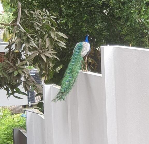 Пансион Cocosurf House 2024