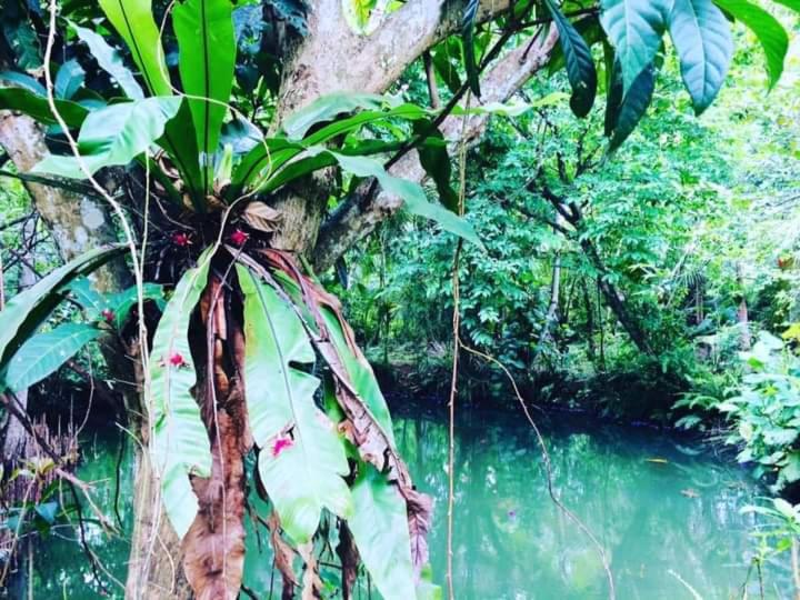 פנסיון Museum Villa 09