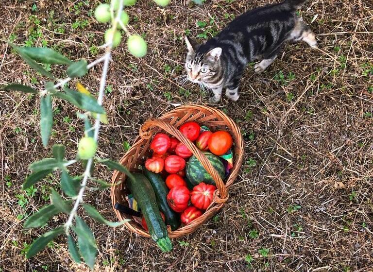 Bed and Breakfast La Casita Eco Country House