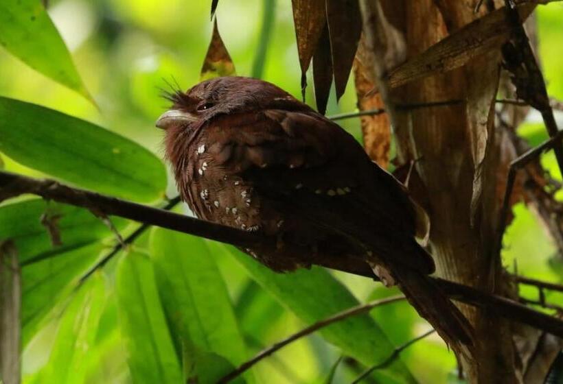فندق صغير Rainforest View Hostal And Rainforest Tours