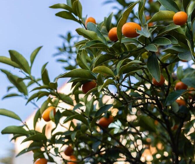 צימר Mas Del Flor