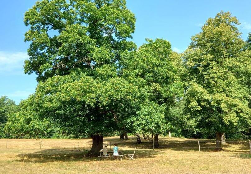 تختخواب و صبحانه Houterhoeve