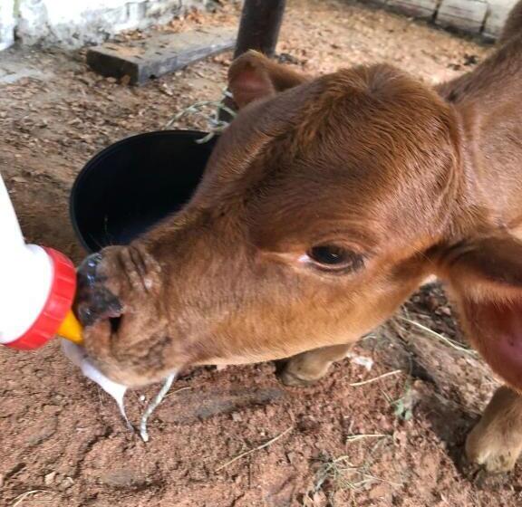 בית מלון כפרי Las Hamacas