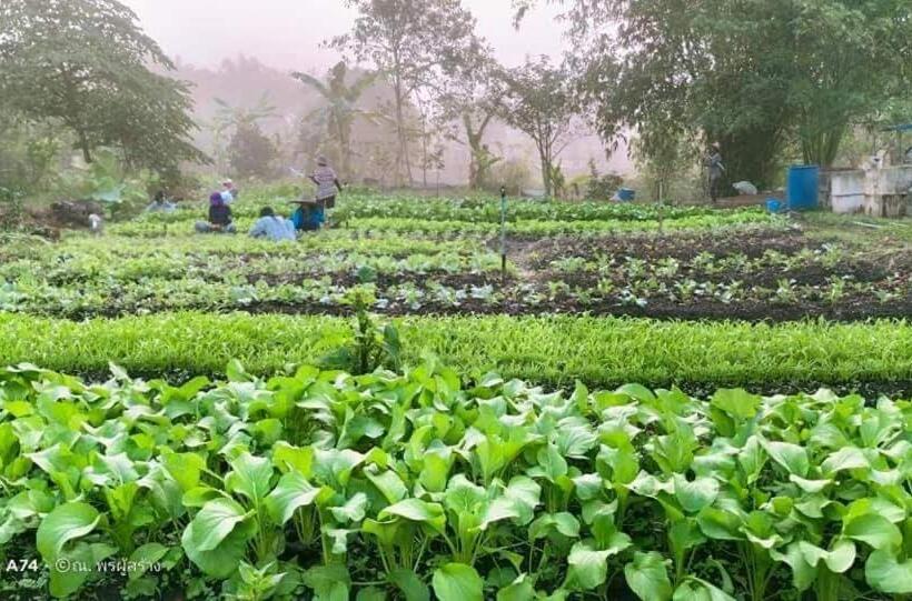 منتجع Phonphusang Utopia Farmstay