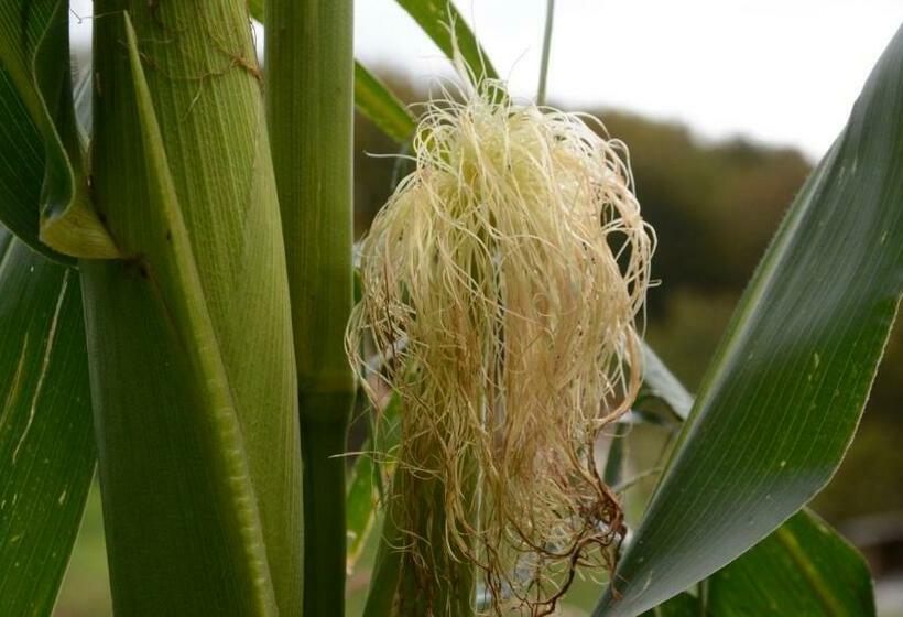 فندق Agribed Quierta   Camere Matrimoniali