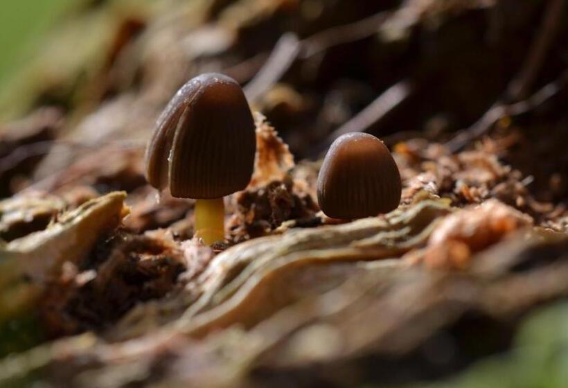 فندق Agribed Quierta   Camere Matrimoniali