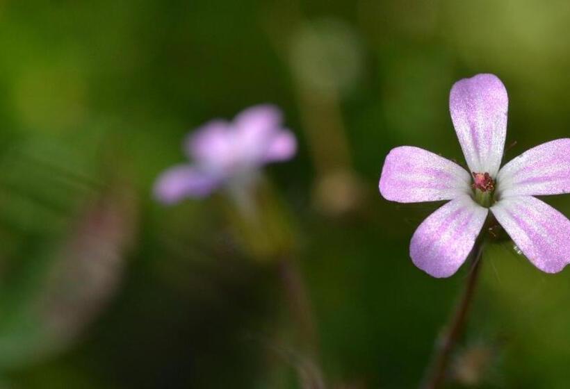 בית מלון כפרי Agribed Quierta   Camere Matrimoniali