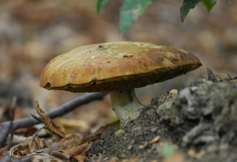 فندق Agribed Quierta   Camere Matrimoniali