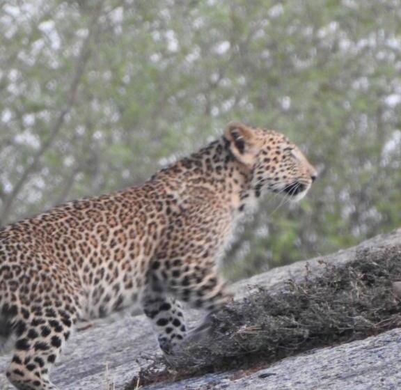 Jawai Empire Resort By Premier Hotels