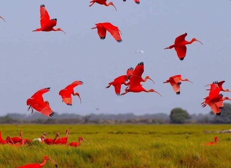 Отель Las Corocoras Del Llano