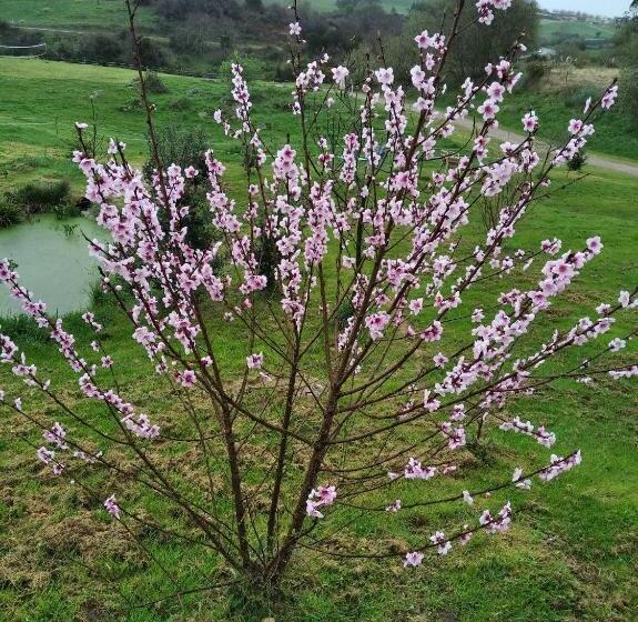 Общежитие Surfhousegerra