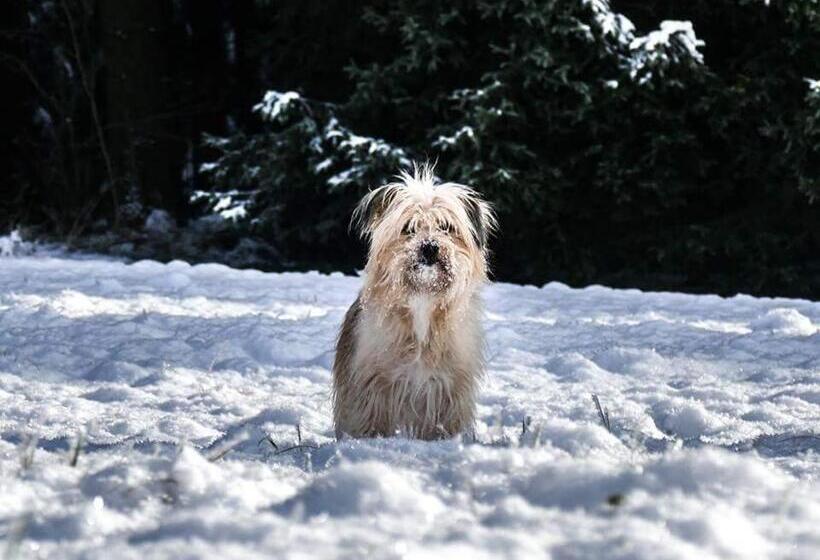فندق Pension Holl Und Boll Am Hexenstieg