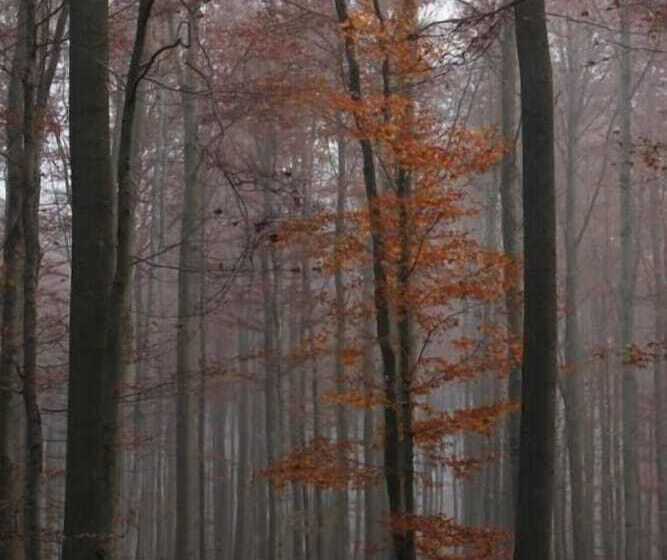 هتل Pension Walddorf