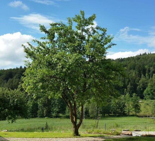 Rhön Hotel Sonnenhof Restaurant & Café