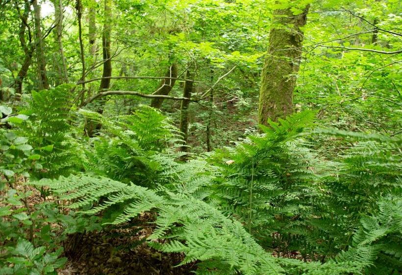 בית מלון כפרי Rønnes