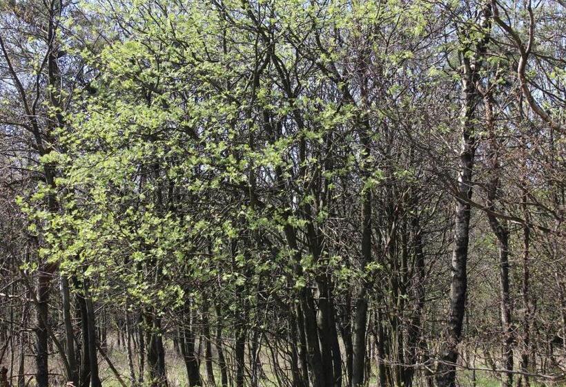 ホテル Waldgasthof Bad Einsiedel