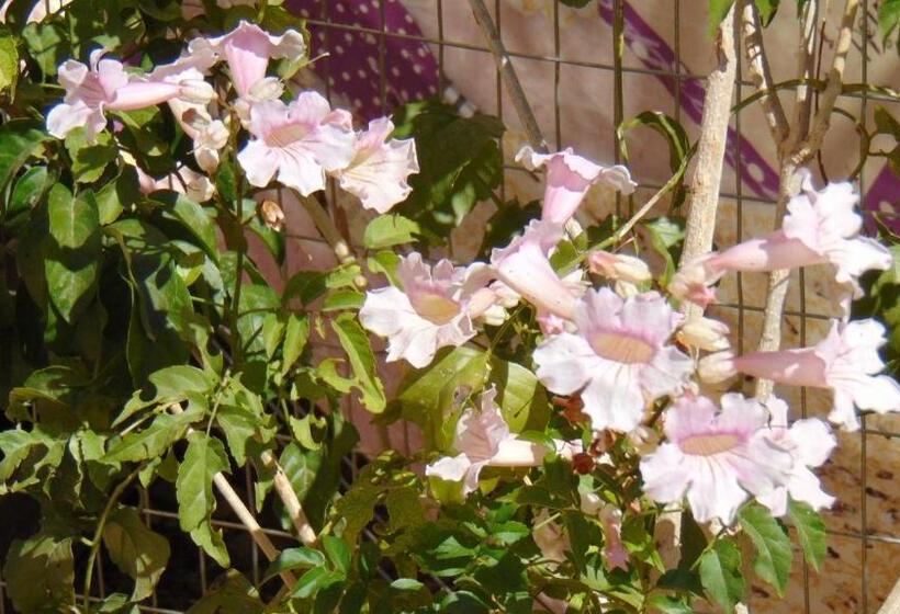 ベッドアンドブレックファースト Casa La Vida Feliz