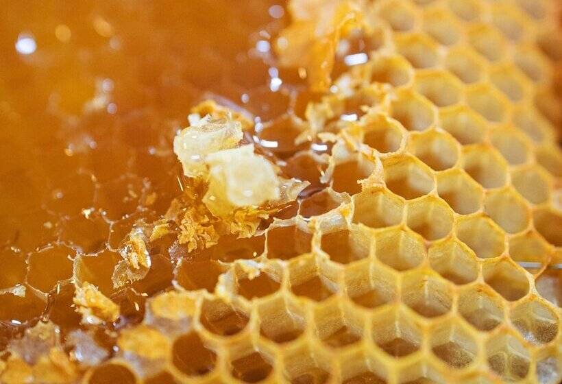 Greet Hotel Castets Coeur Des Landes