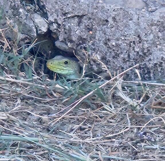 هتل Rural Portilla De Monfragüe