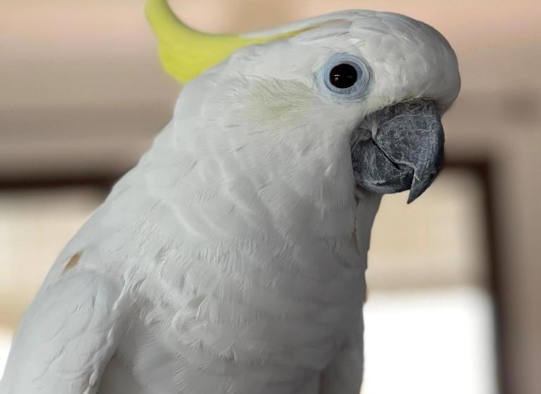 پانسیون Terra Aloé