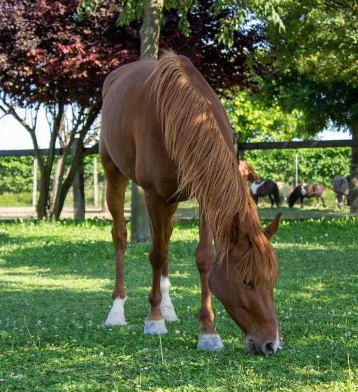 مبيت وإفطار Ranch Borgo Bella Vita