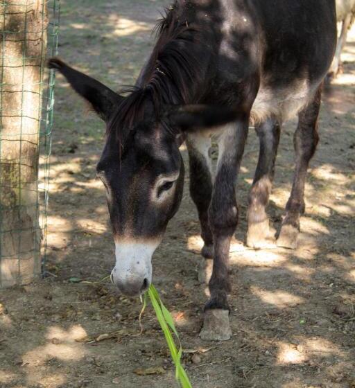 مبيت وإفطار Ranch Borgo Bella Vita