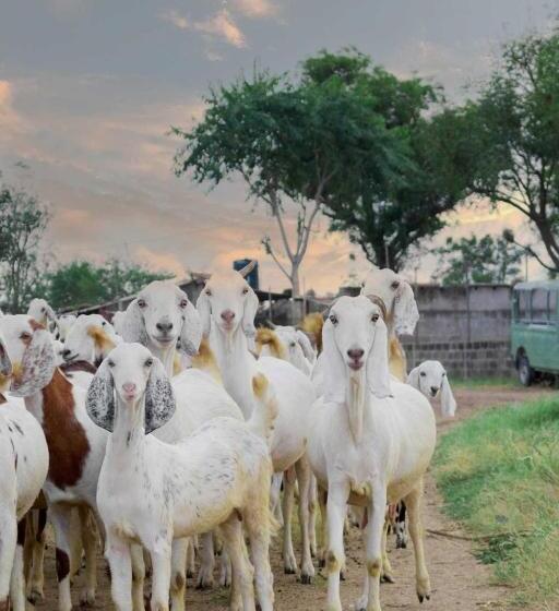 فندق Stayvista S Gaudhuli Farmstay   Outdoor Pool & Terrace With View